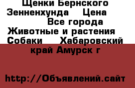 Щенки Бернского Зенненхунда  › Цена ­ 40 000 - Все города Животные и растения » Собаки   . Хабаровский край,Амурск г.